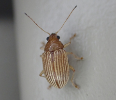 Colaspis brunnea