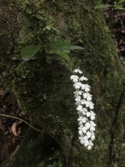 Aerangis citrata