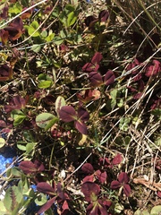Trifolium subterraneum