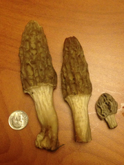 Morchella rufobrunnea