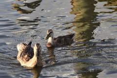 Anas platyrhynchos domesticus