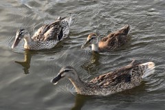 Anas platyrhynchos domesticus