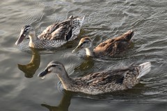 Anas platyrhynchos domesticus