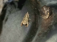 Olethreutes exoletum