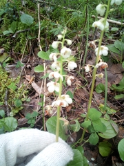 Pyrola rotundifolia