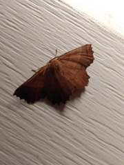 Euchlaena johnsonaria