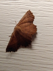 Euchlaena johnsonaria