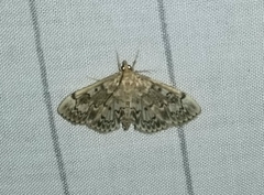 Anania coronata