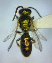 Augochlorella persimilis