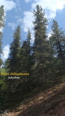 Picea chihuahuana
