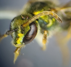 Augochlorella persimilis