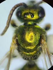 Augochlorella persimilis