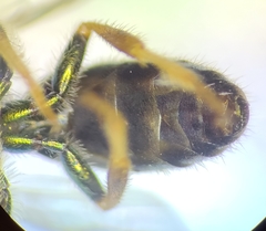 Augochlorella persimilis