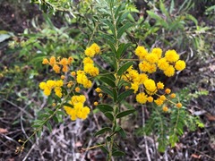 Acacia leichhardtii