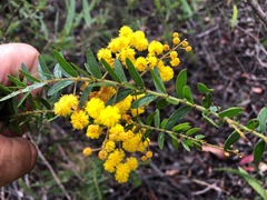 Acacia leichhardtii