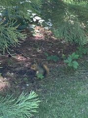 Sciurus niger