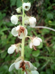 Pyrola rotundifolia