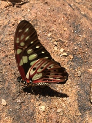 Graphium cyrnus