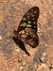 Graphium cyrnus