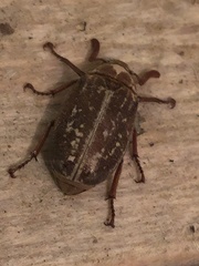 Polyphylla variolosa