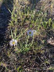 Aster alpinus vierhapperi
