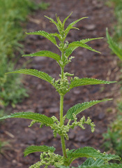 Urtica gracilenta