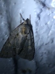 Catocala grynea