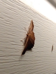 Euchlaena johnsonaria