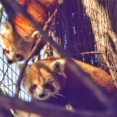 Ailurus fulgens
