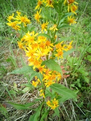Solidago virgaurea
