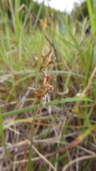 Fimbristylis complanata