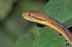 Boiga cynodon