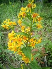 Solidago virgaurea
