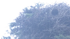 Myiopsitta monachus