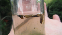 Paratya curvirostris