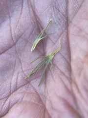 Cordylanthus ramosus