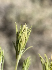 Cordylanthus ramosus