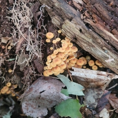 Xeromphalina