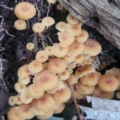 Xeromphalina