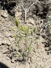 Cordylanthus ramosus