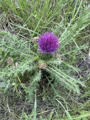 Cirsium drummondii