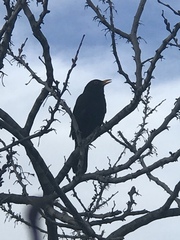 Turdus merula