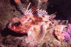 Neosebastes bougainvillii