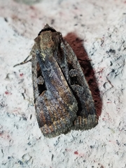Ochropleura implecta