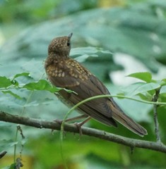 Catharus fuscescens