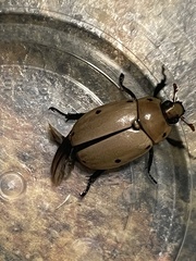 Pelidnota punctata