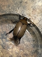 Pelidnota punctata