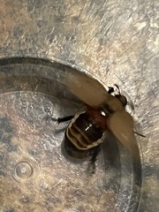 Pelidnota punctata