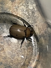 Pelidnota punctata