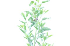 Melospiza melodia